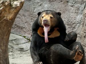 Медвежий язык фото